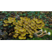 Мицелий Опенка осеннего / Опенок настоящий (Armillaria mellea) Мицелий Опенка осеннего / Опенок настоящий (Armillaria mellea)